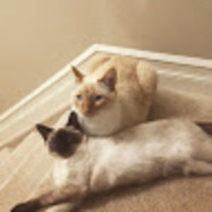 Meet your Posher, Alexa